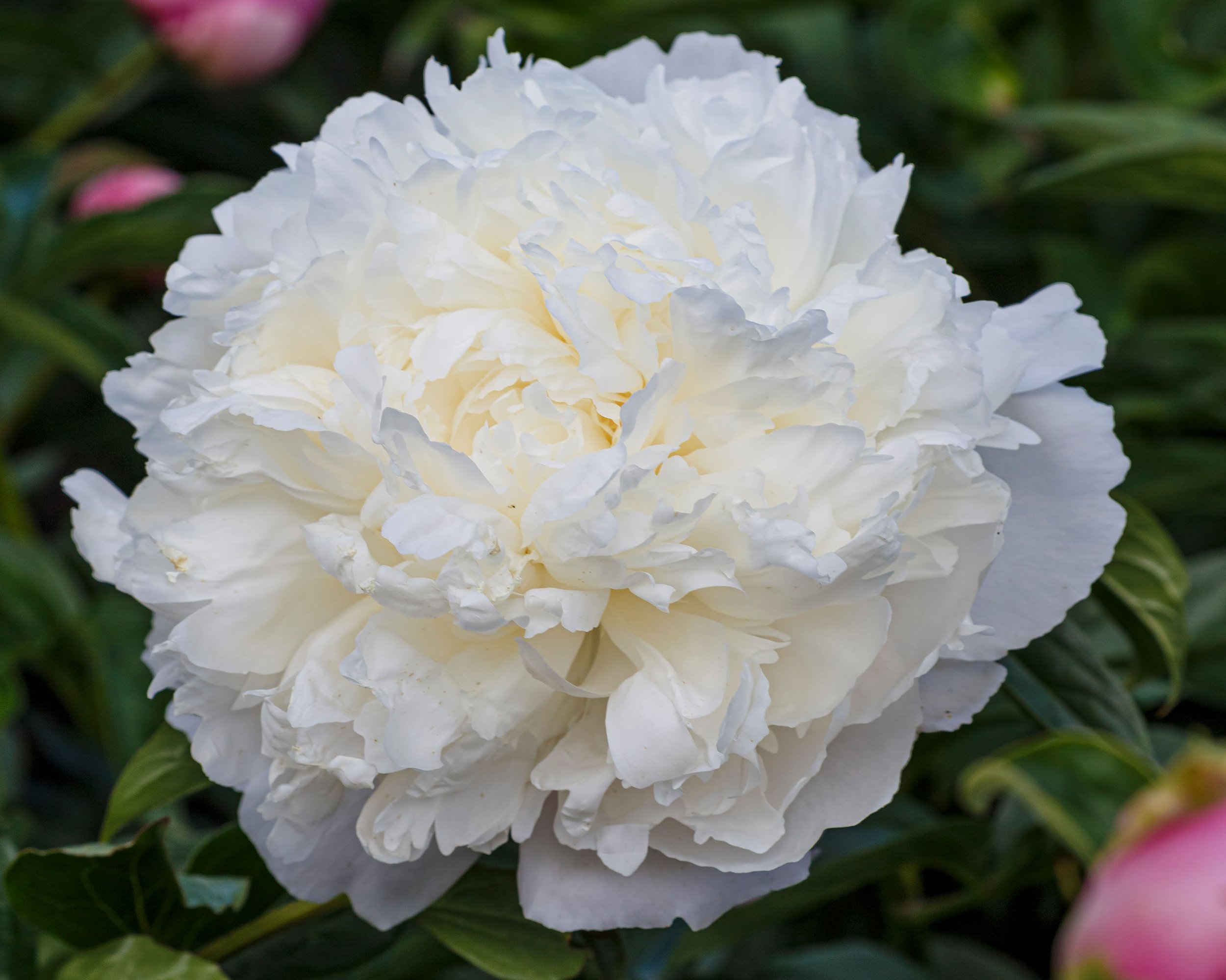 White Peonies — Little Budds Peony Farm